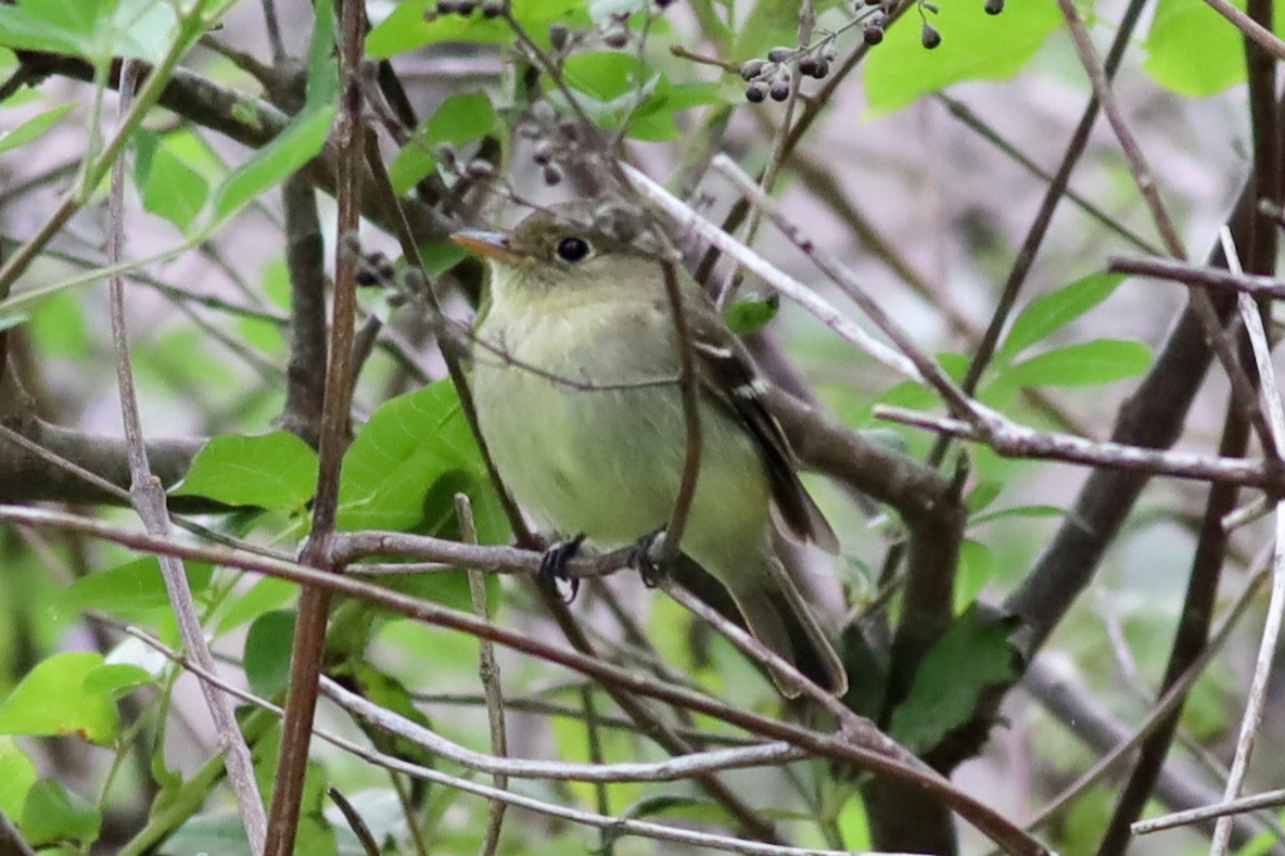 Yellow-bellied Flycatcher - ML260418551