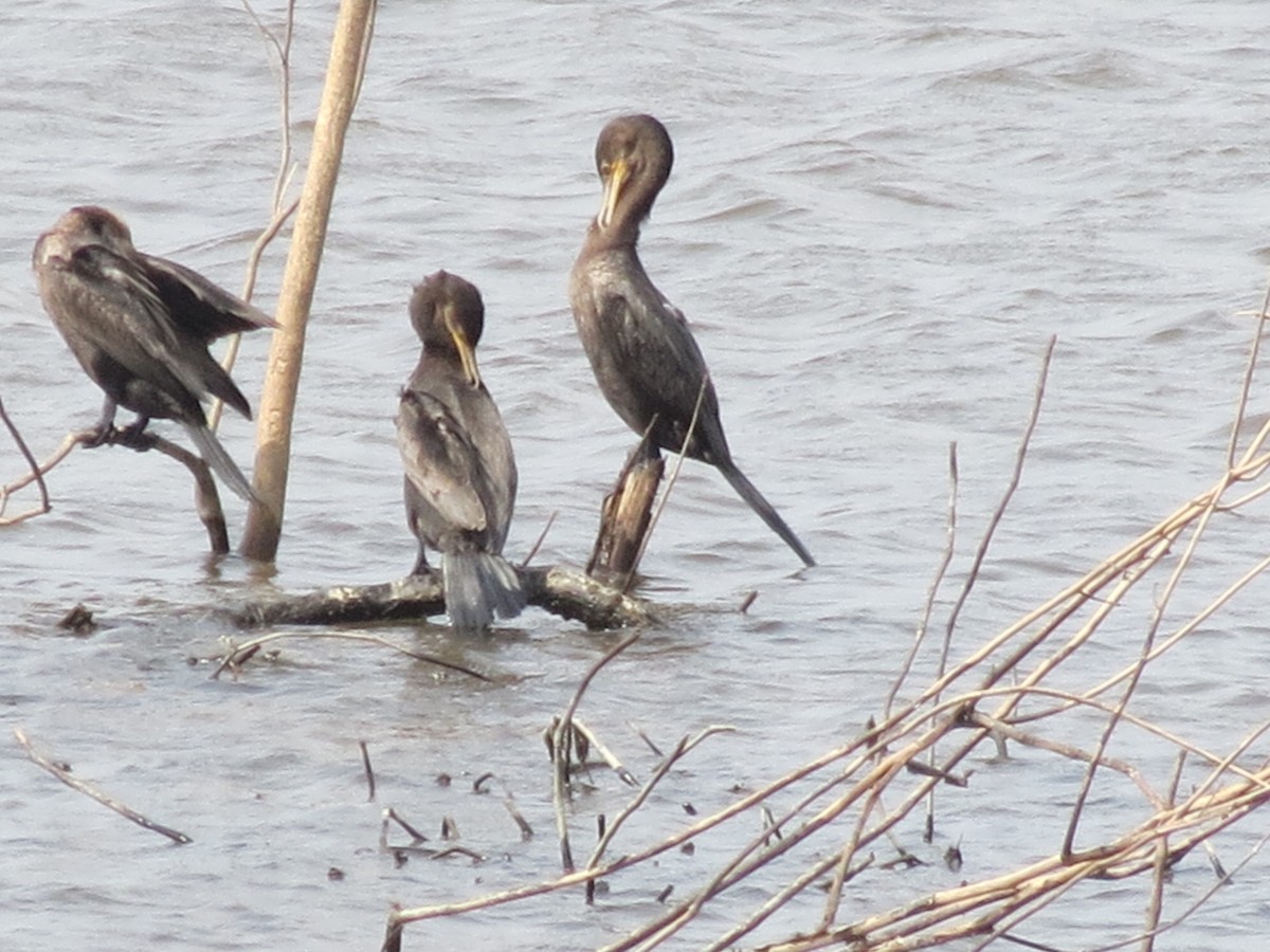 Neotropic Cormorant - ML260419971