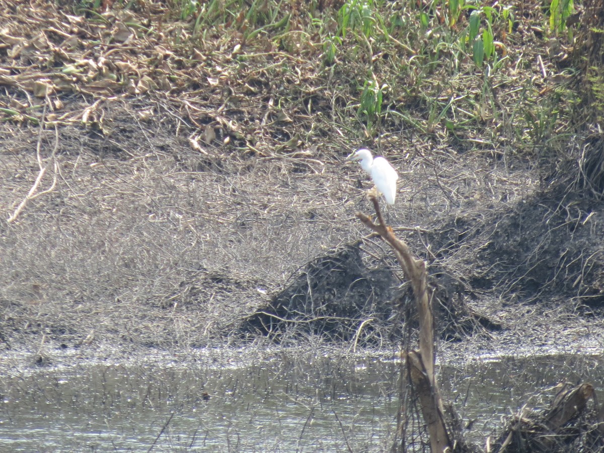 Snowy Egret - ML260420051