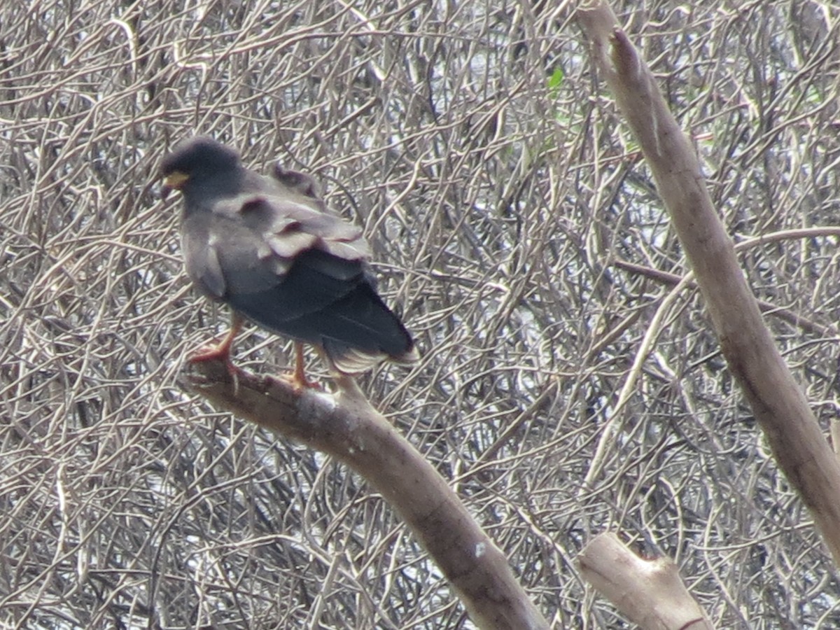 Schneckenbussard - ML260420231