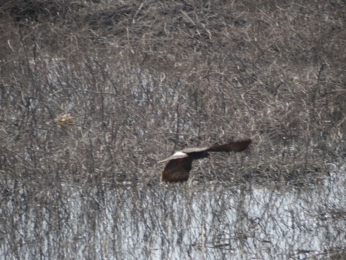 Schneckenbussard - ML260420261