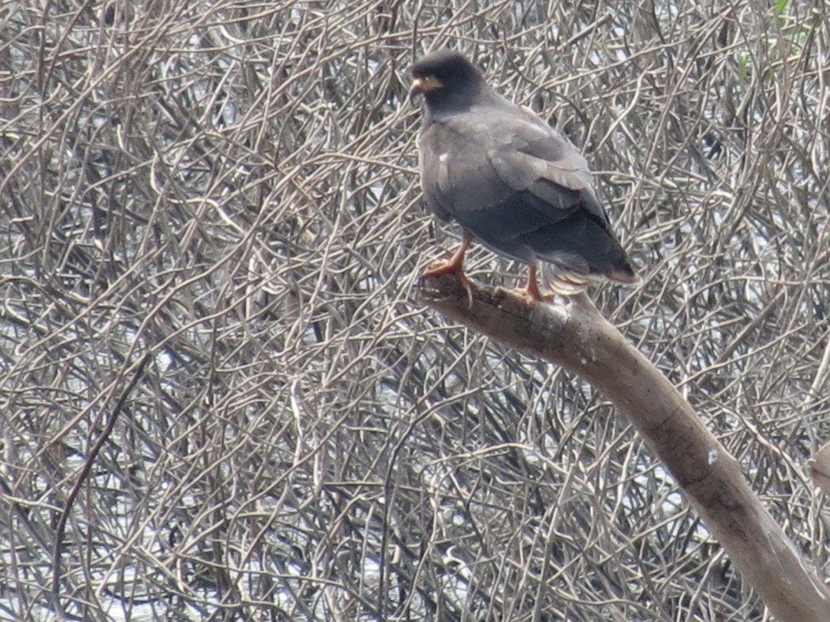 Schneckenbussard - ML260420271