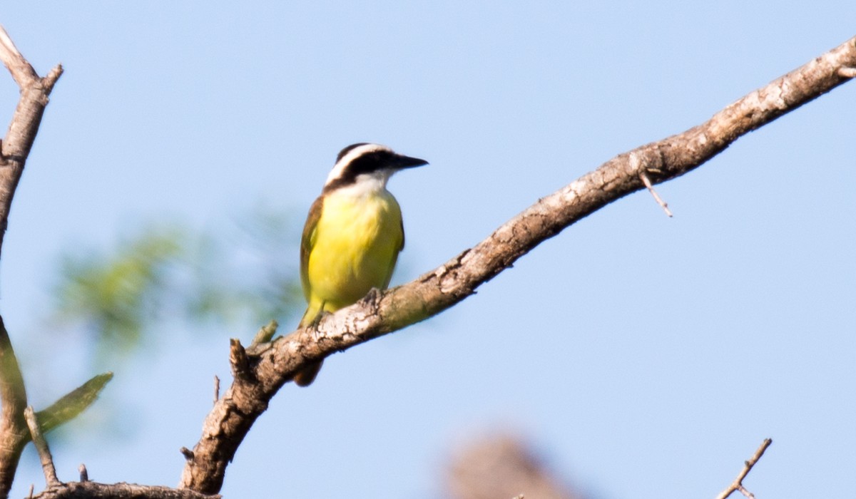 Great Kiskadee - ML26042061