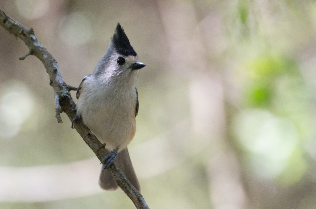 Black-crested Titmouse - ML26042231