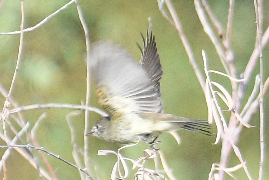 Least Flycatcher - Bart Wickel