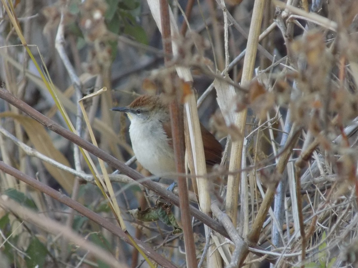 Yellow-chinned Spinetail - ML260424921