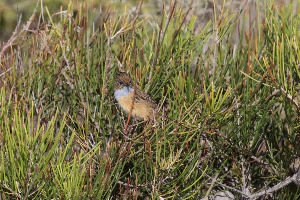 Southern Emuwren - Gus Daly