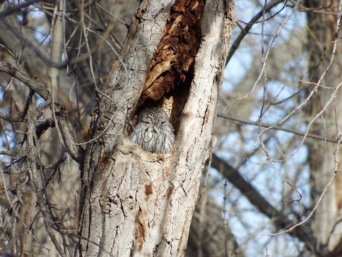 Western Screech-Owl - ML26042531