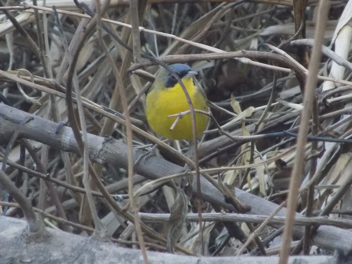 Southern Yellowthroat - David Elias Gamarra