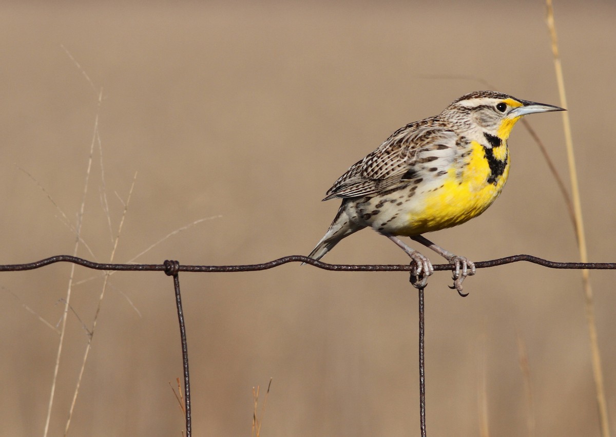 Western Meadowlark - ML26042781