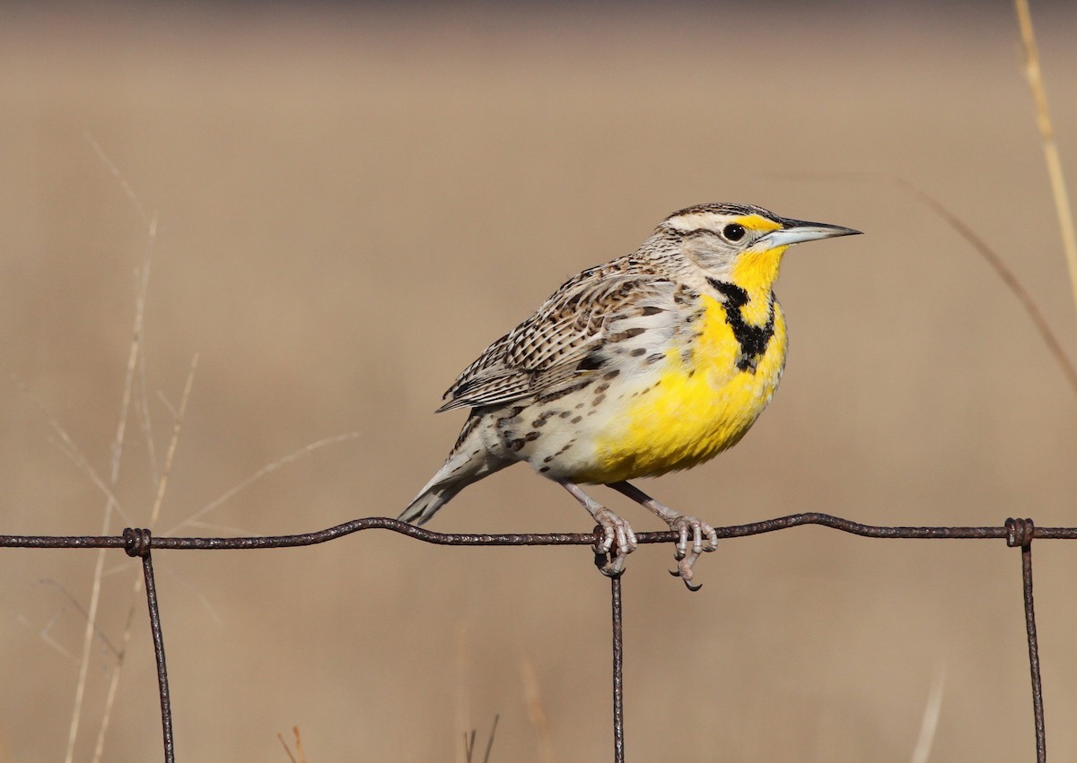 Western Meadowlark - Brandon Caswell