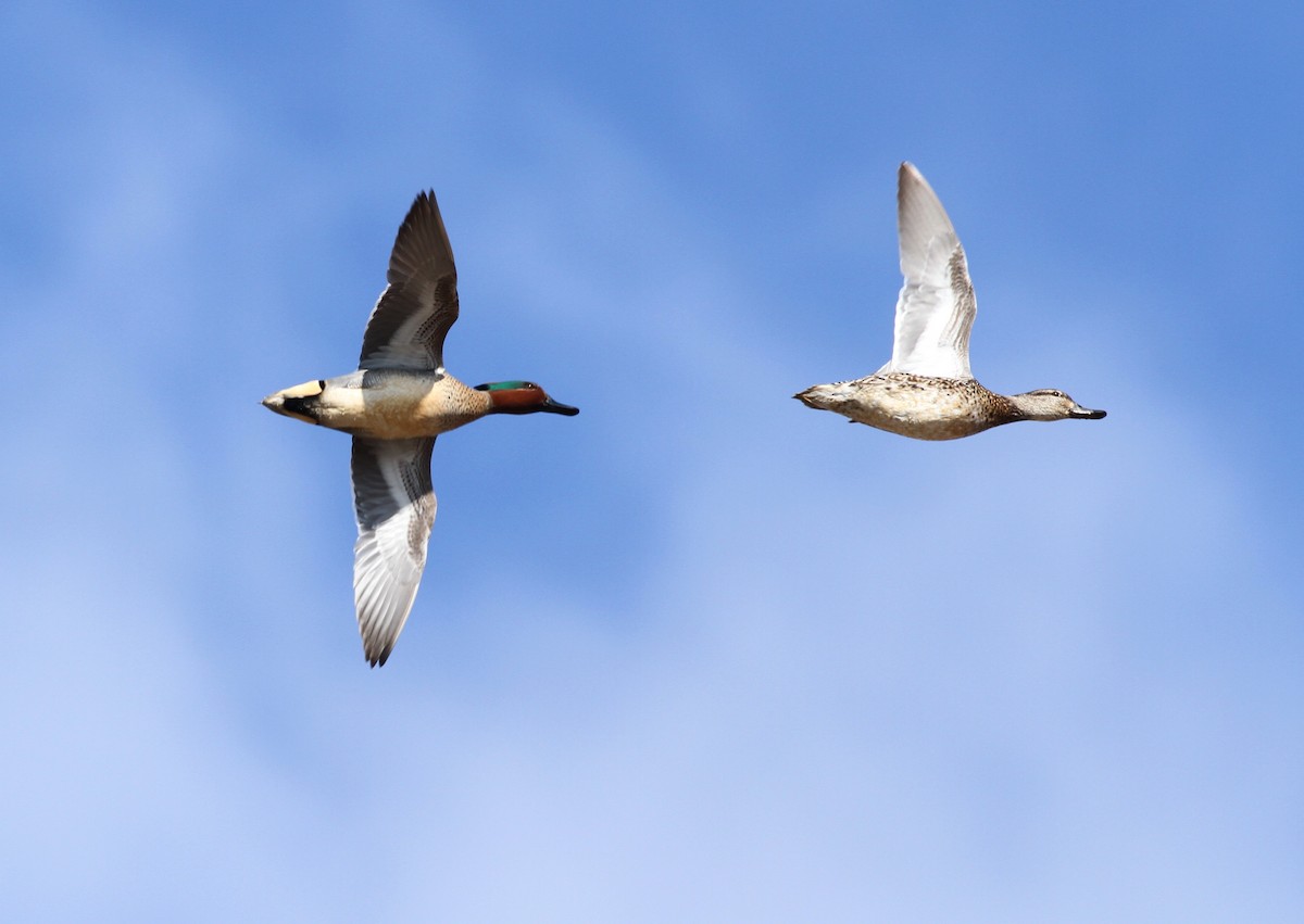 Green-winged Teal (American) - Brandon Caswell