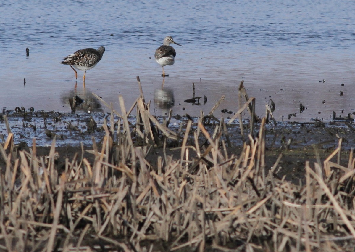 Greater Yellowlegs - ML26042861