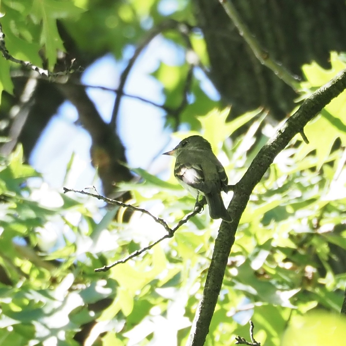 Eastern Wood-Pewee - ML260429681