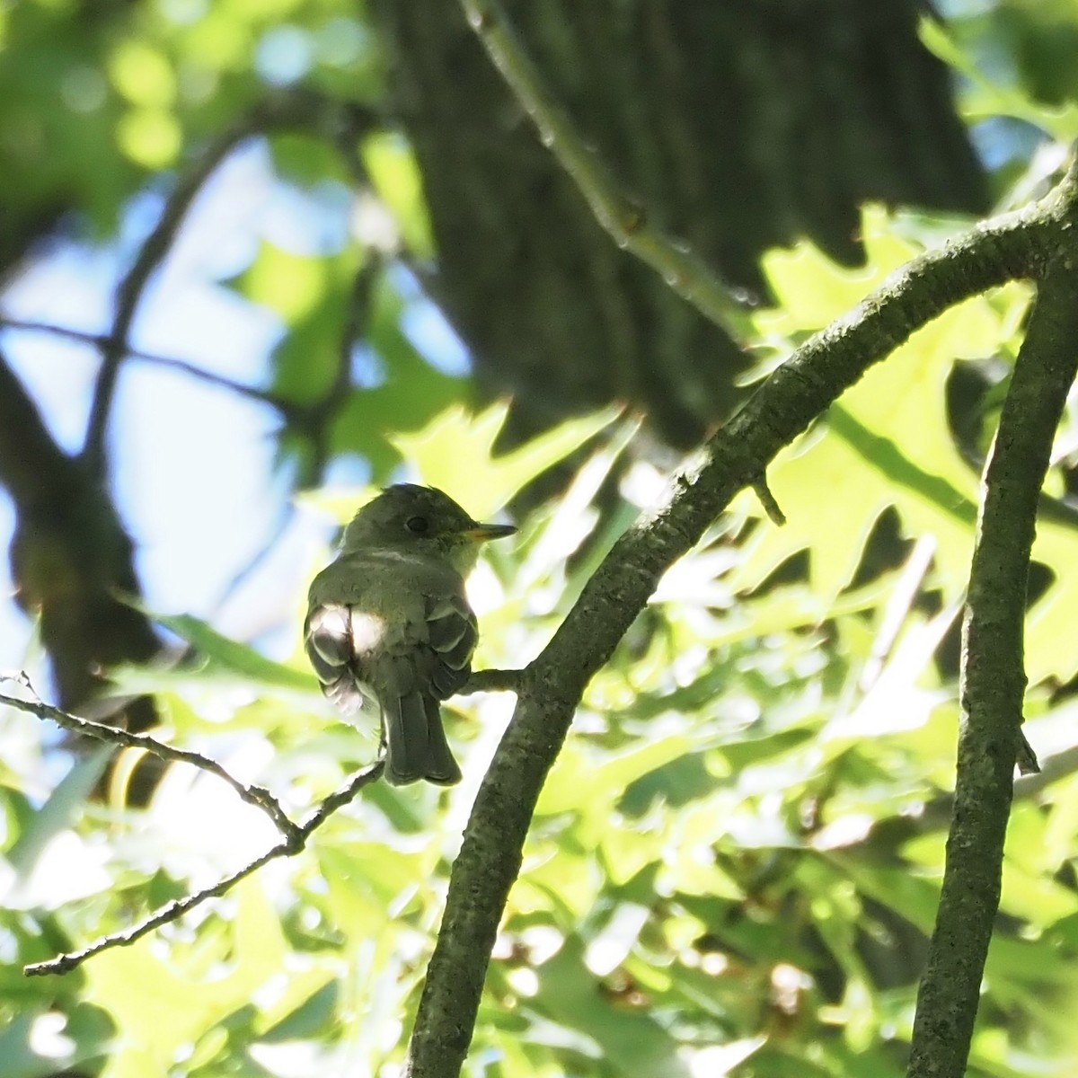 Eastern Wood-Pewee - ML260429691