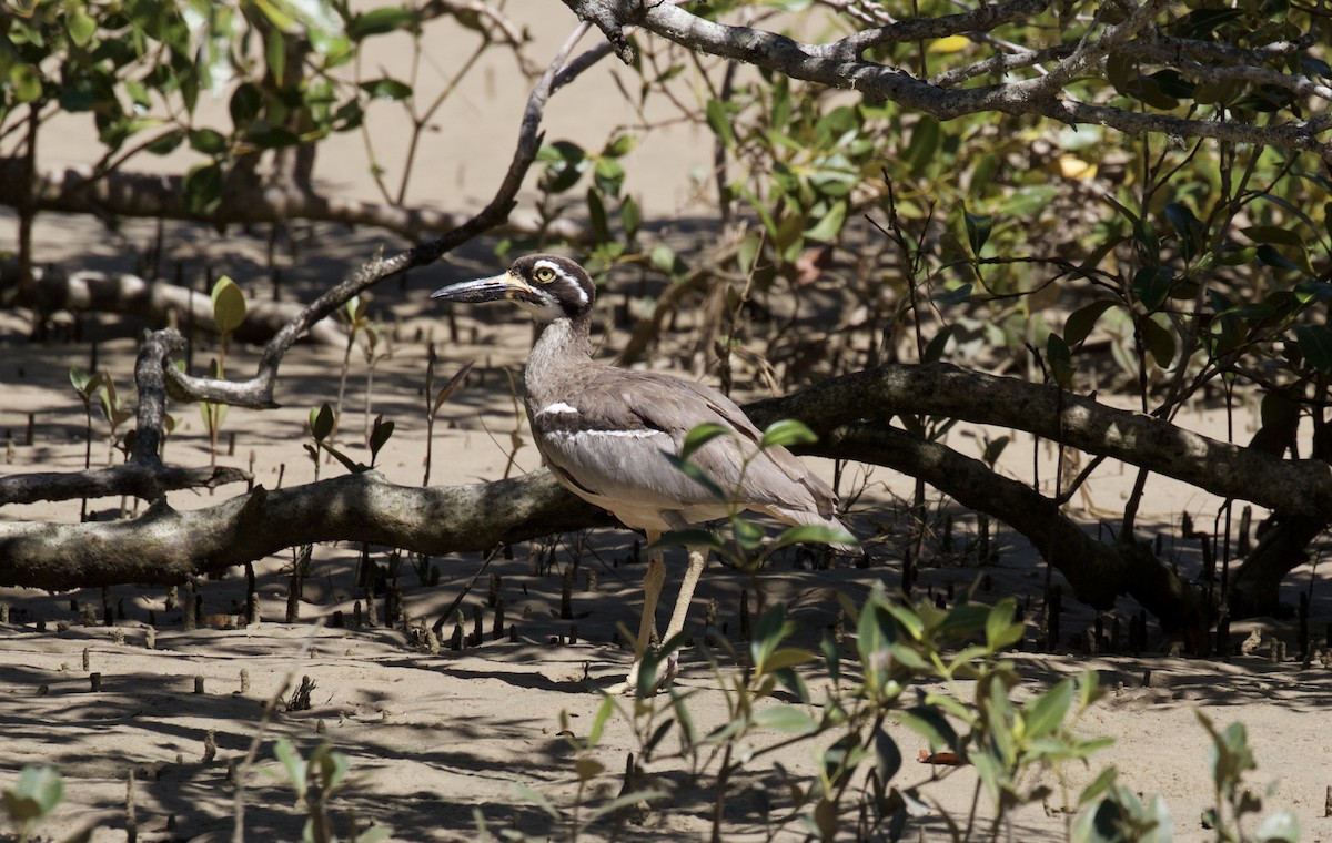 Beach Thick-knee - Gus Daly