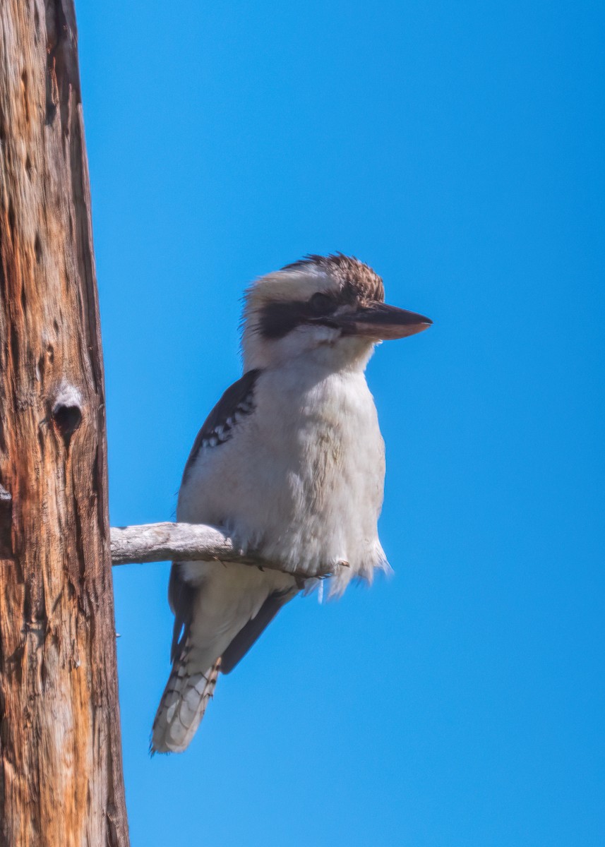 Laughing Kookaburra - ML260434551