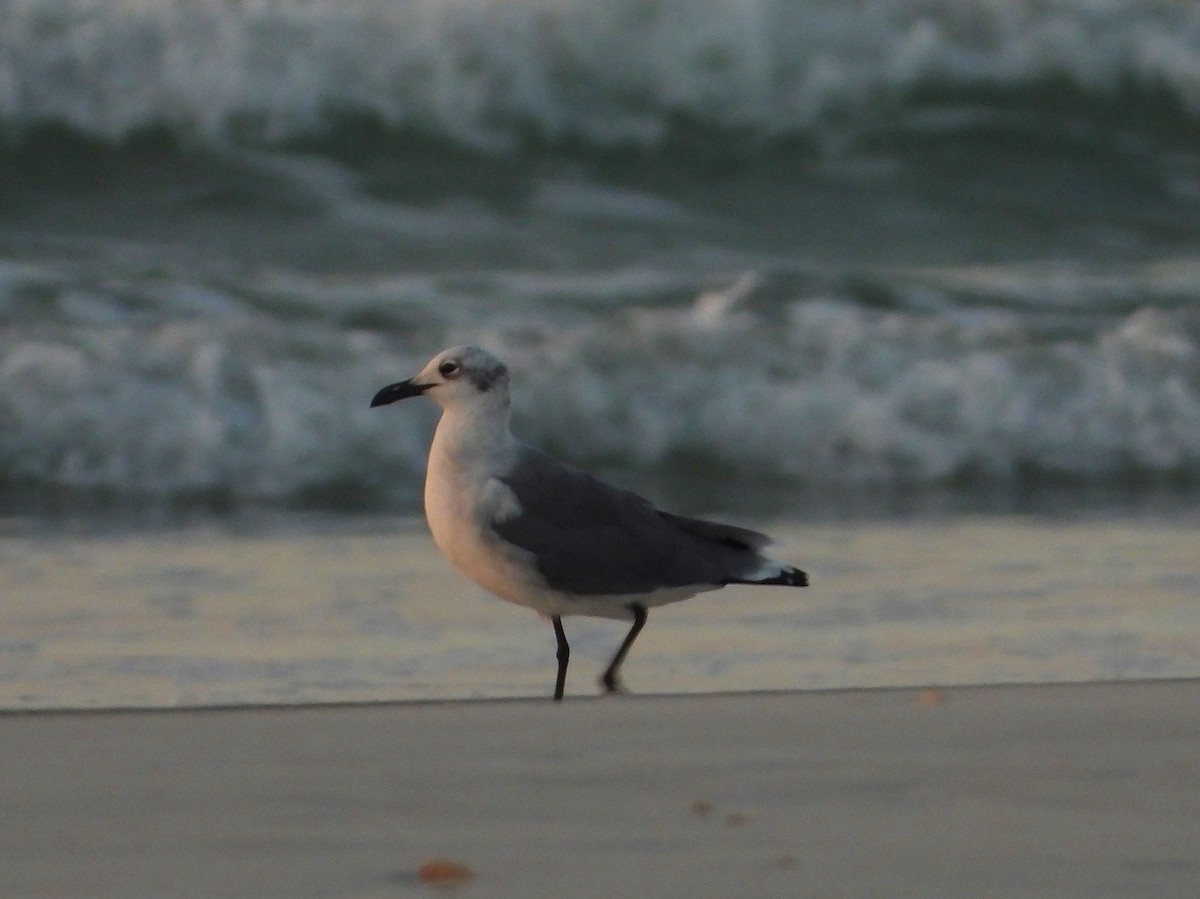 Laughing Gull - Ron Furnish