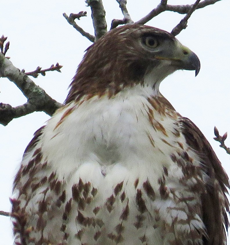 Red-tailed Hawk - Gwen Lanning