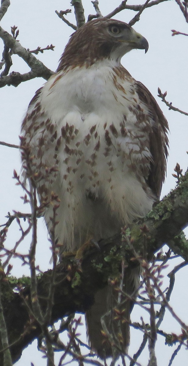 Red-tailed Hawk - Gwen Lanning