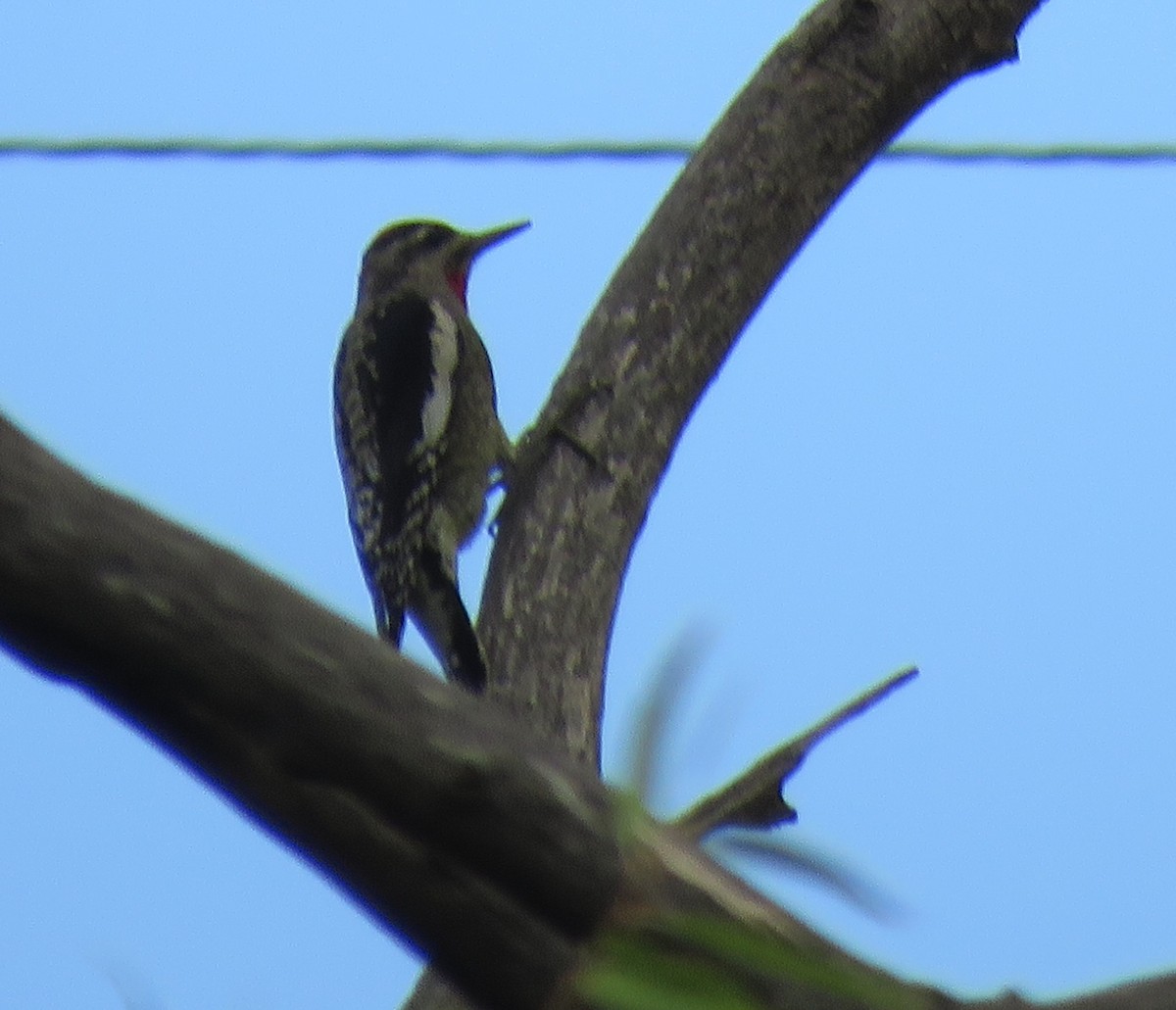 Red-naped Sapsucker - ML260438731