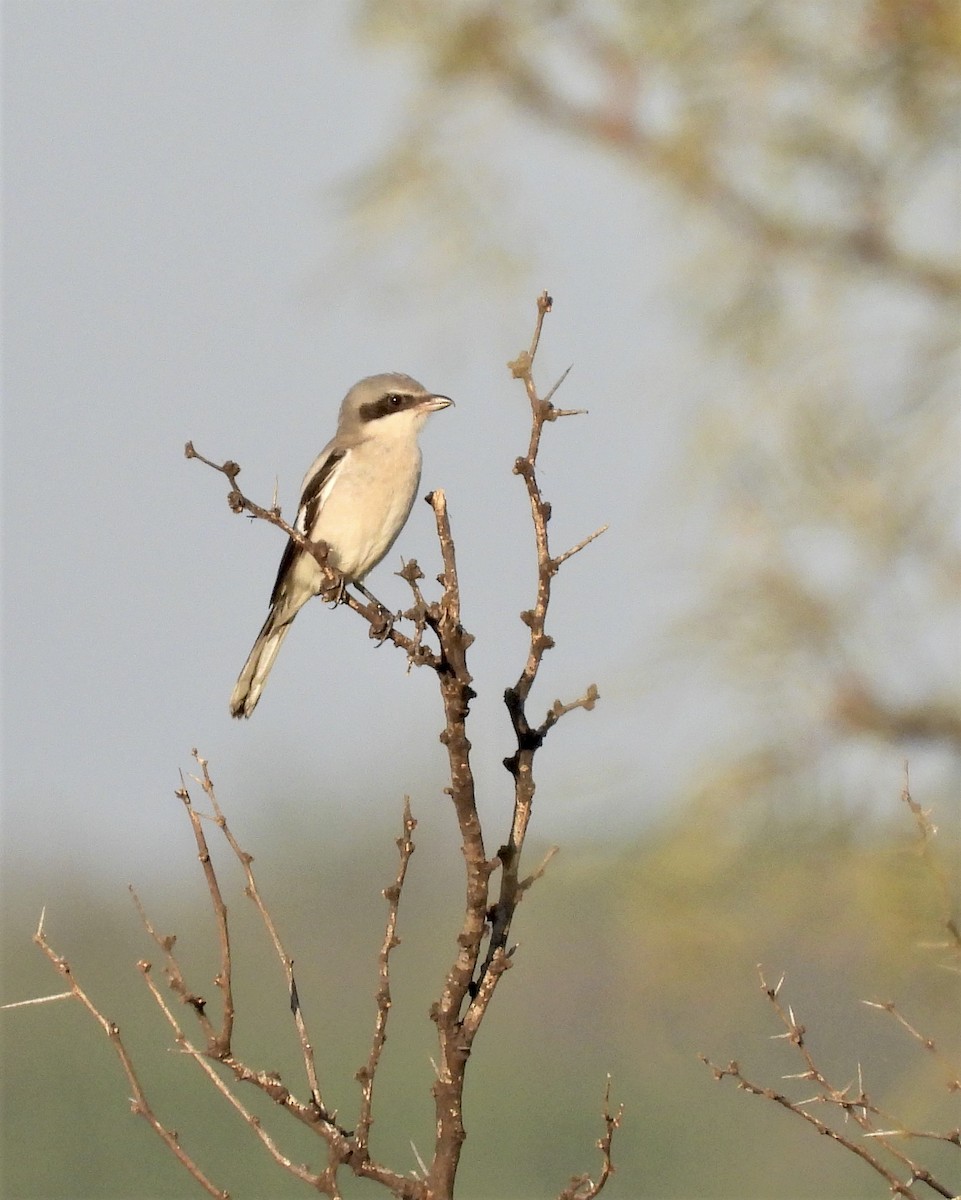 Loggerhead Shrike - ML260440711