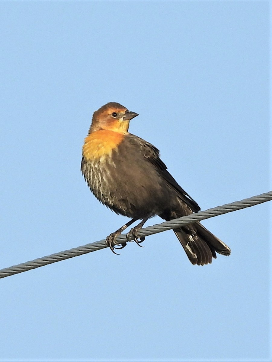 Yellow-headed Blackbird - ML260440741