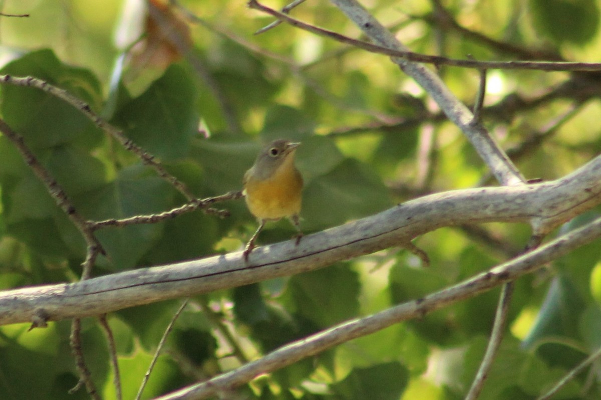 Nashville Warbler - Ken Tracey