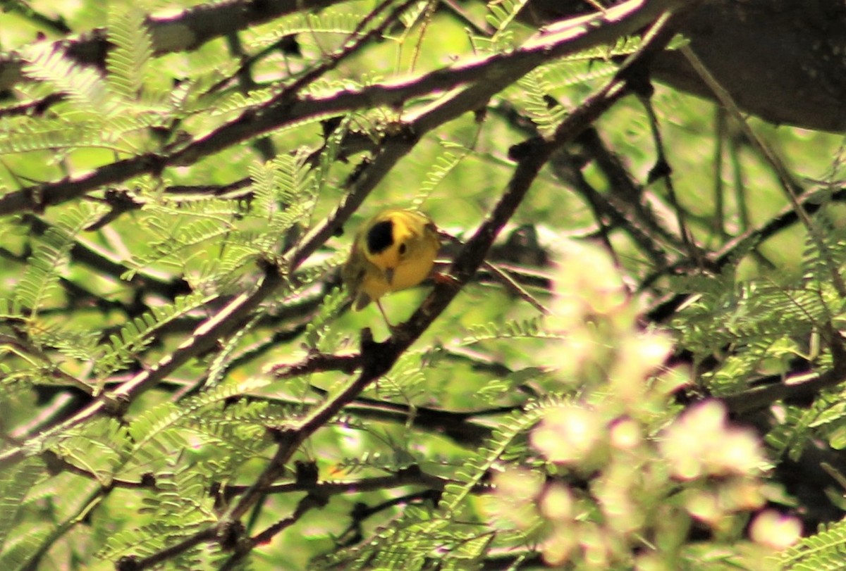 Wilson's Warbler - Ken Tracey