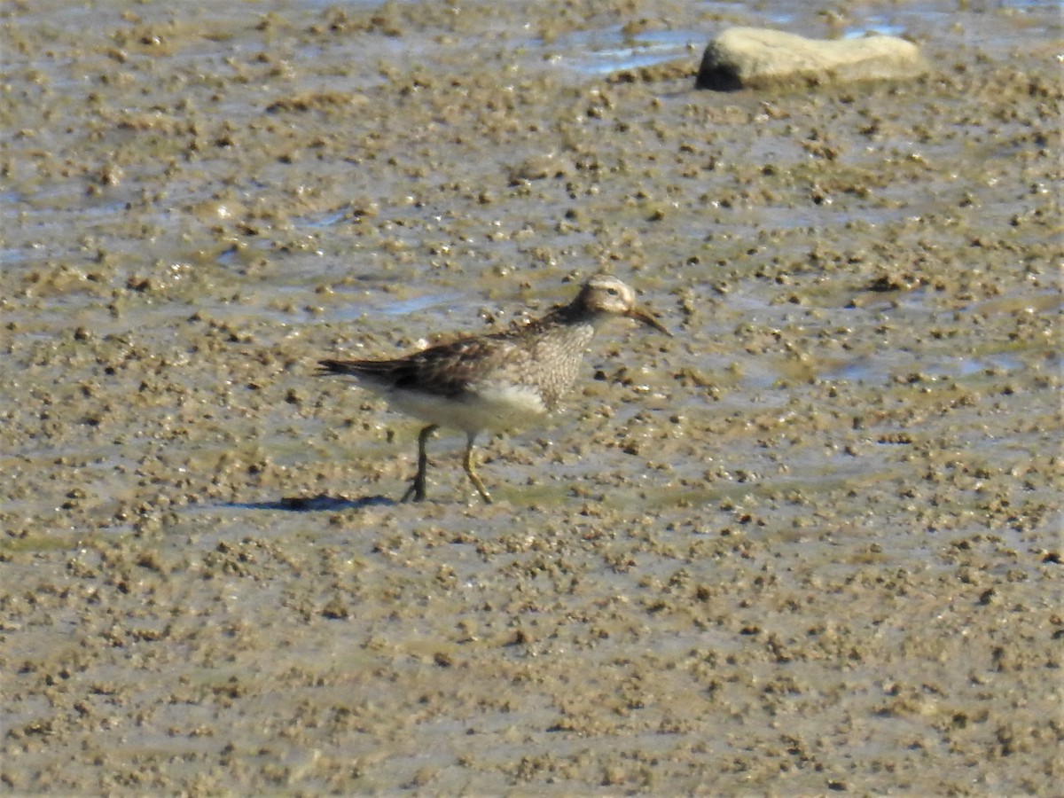 Pectoral Sandpiper - ML260442811