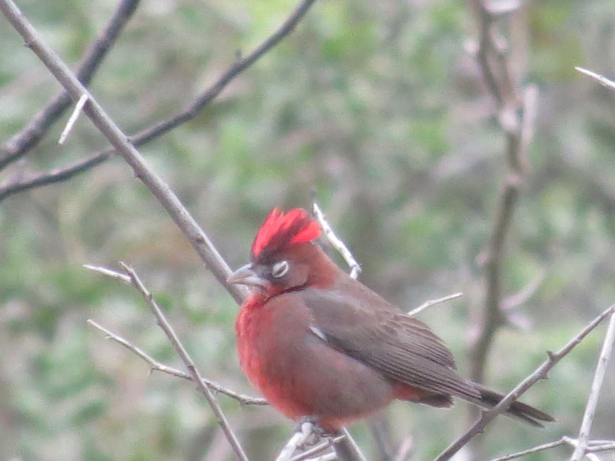 Red-crested Finch - ML260443011