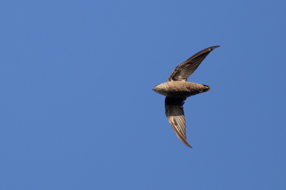 Chimney Swift - Cory Gregory