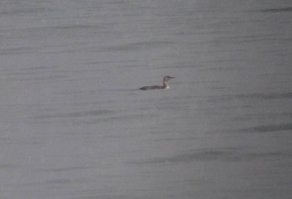 Yellow-billed Loon - ML26044521