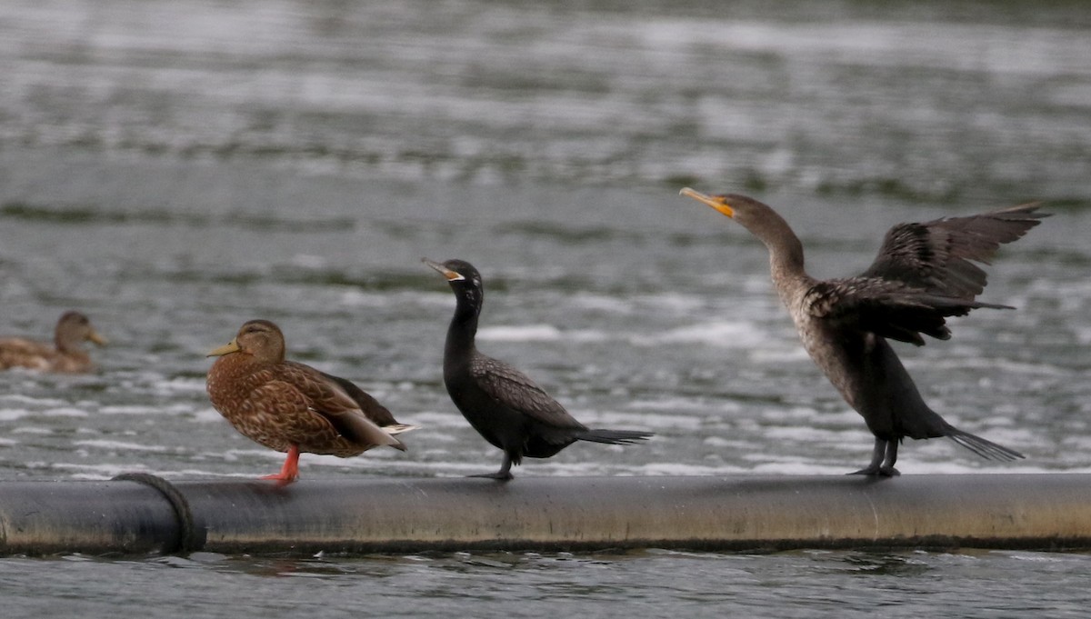 Neotropic Cormorant - Jay McGowan