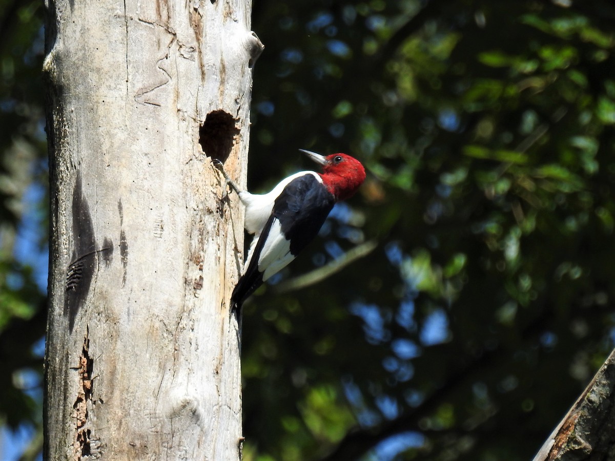 Red-headed Woodpecker - ML260445641