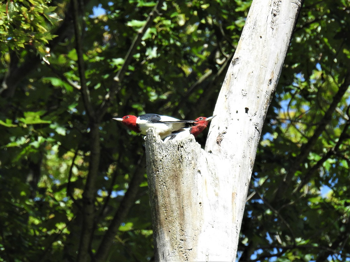 Red-headed Woodpecker - ML260445721
