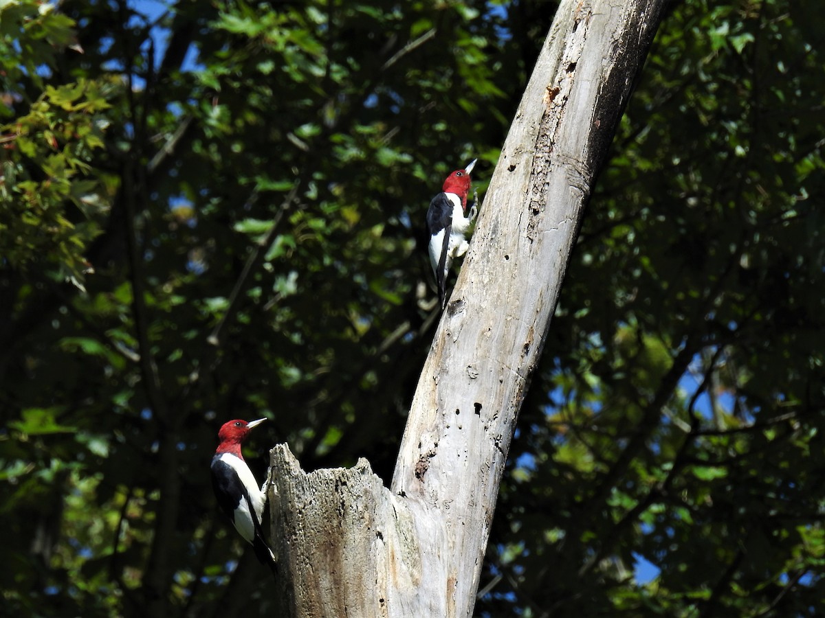 Red-headed Woodpecker - ML260445901