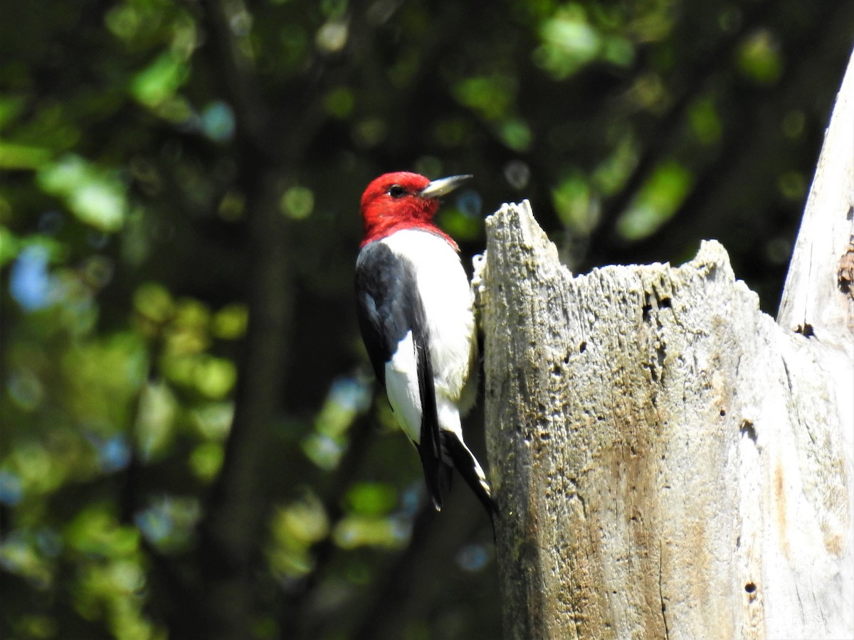 Red-headed Woodpecker - ML260446011