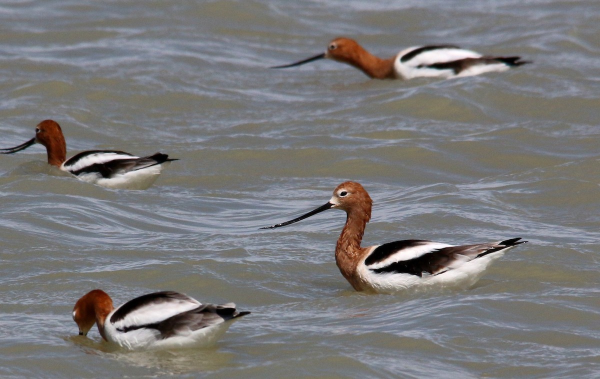 Avocette d'Amérique - ML26044841