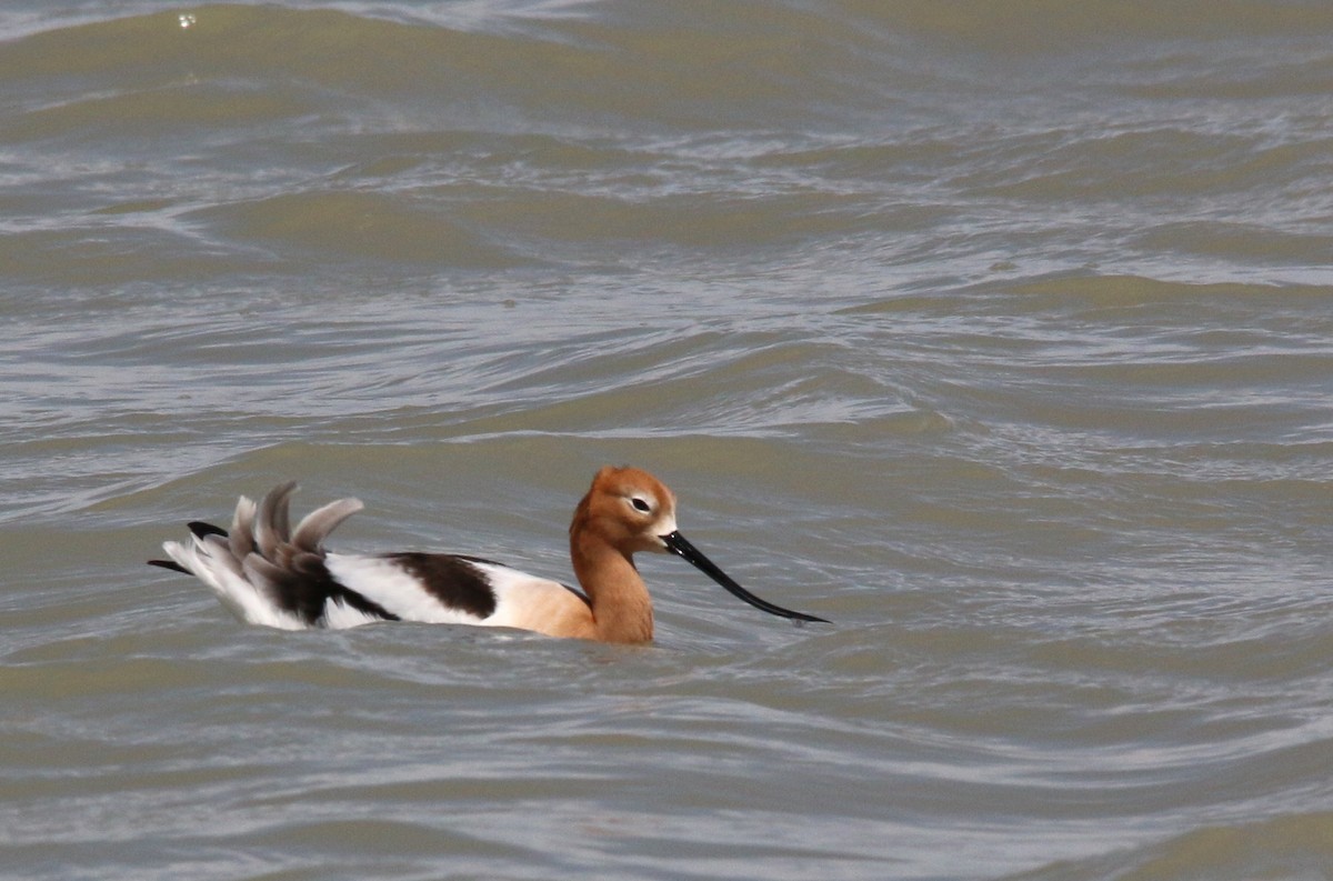 Avocette d'Amérique - ML26044851