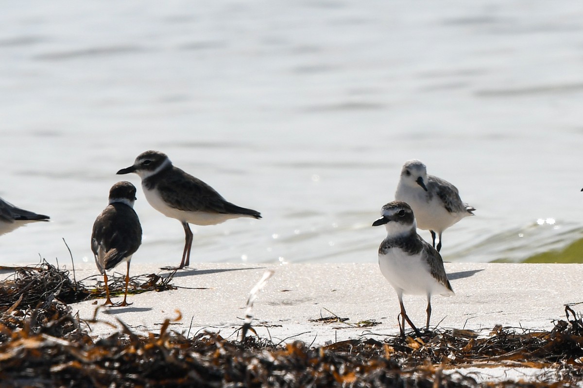 Wilson's Plover - ML260449141