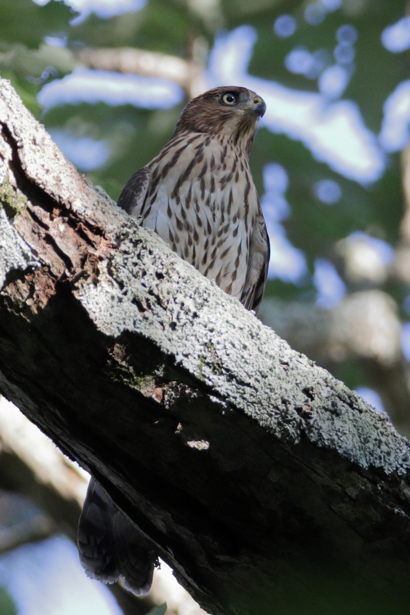 Cooper's Hawk - ML260449211