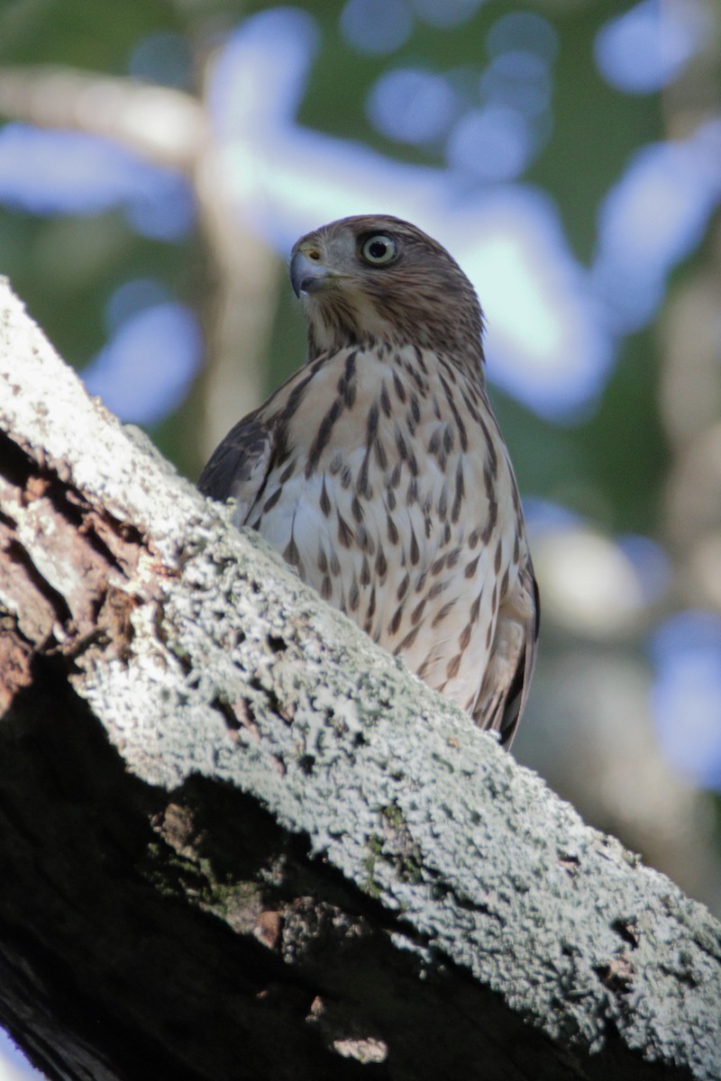 Cooper's Hawk - ML260449221