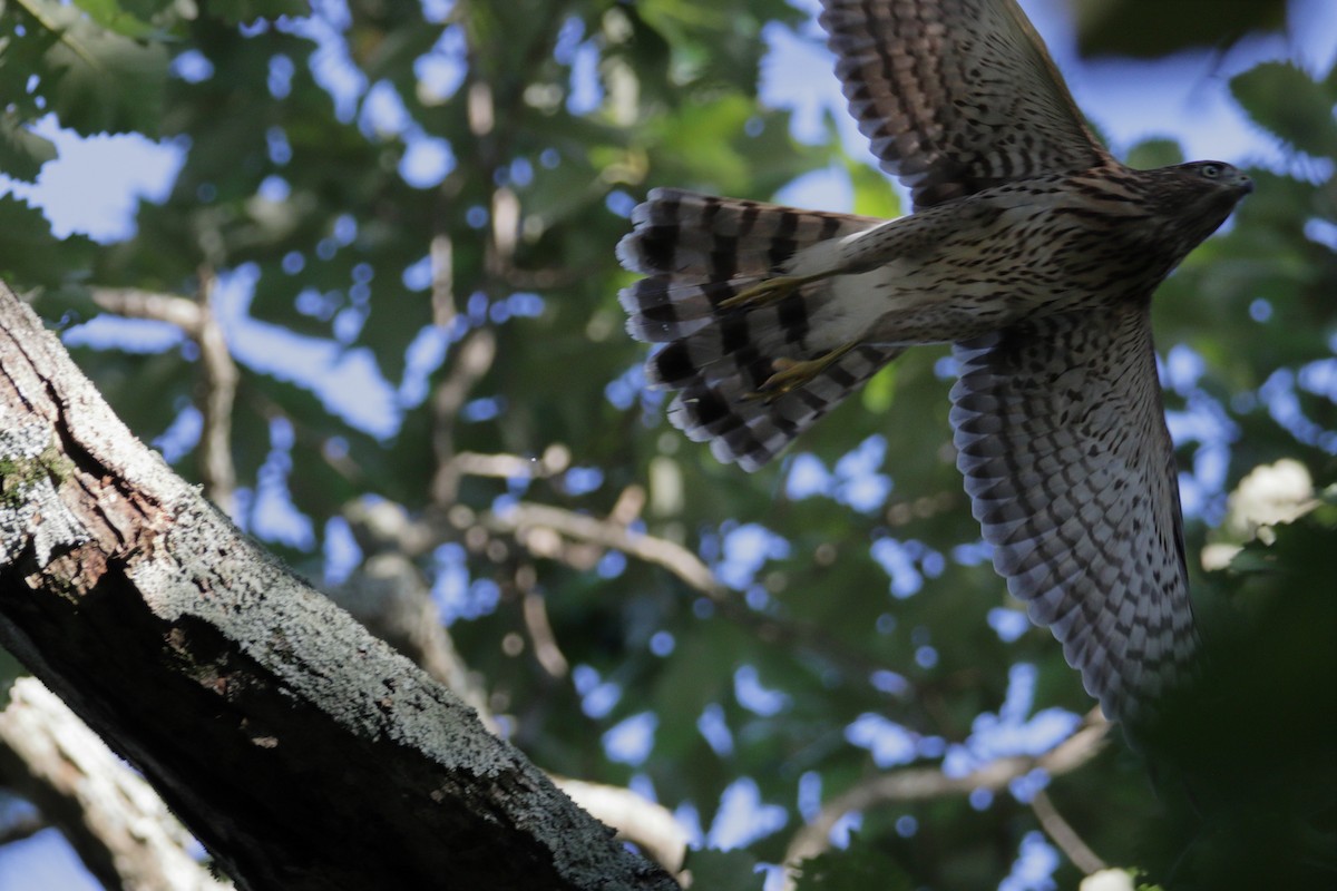 Cooper's Hawk - ML260449241