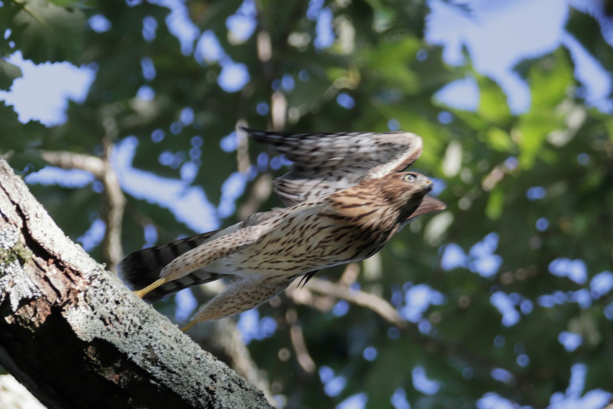 Cooper's Hawk - ML260449251