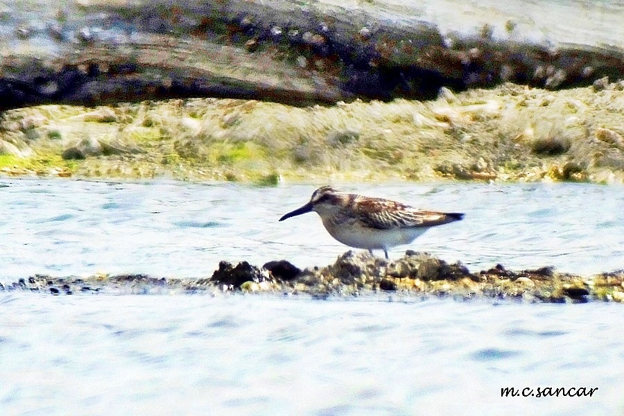 Broad-billed Sandpiper - ML260449401