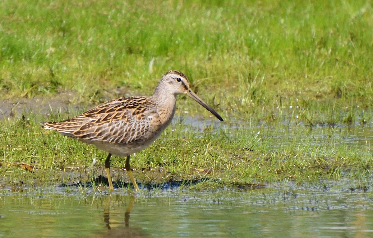 Short-billed Dowitcher - Anne-Marie Dufour