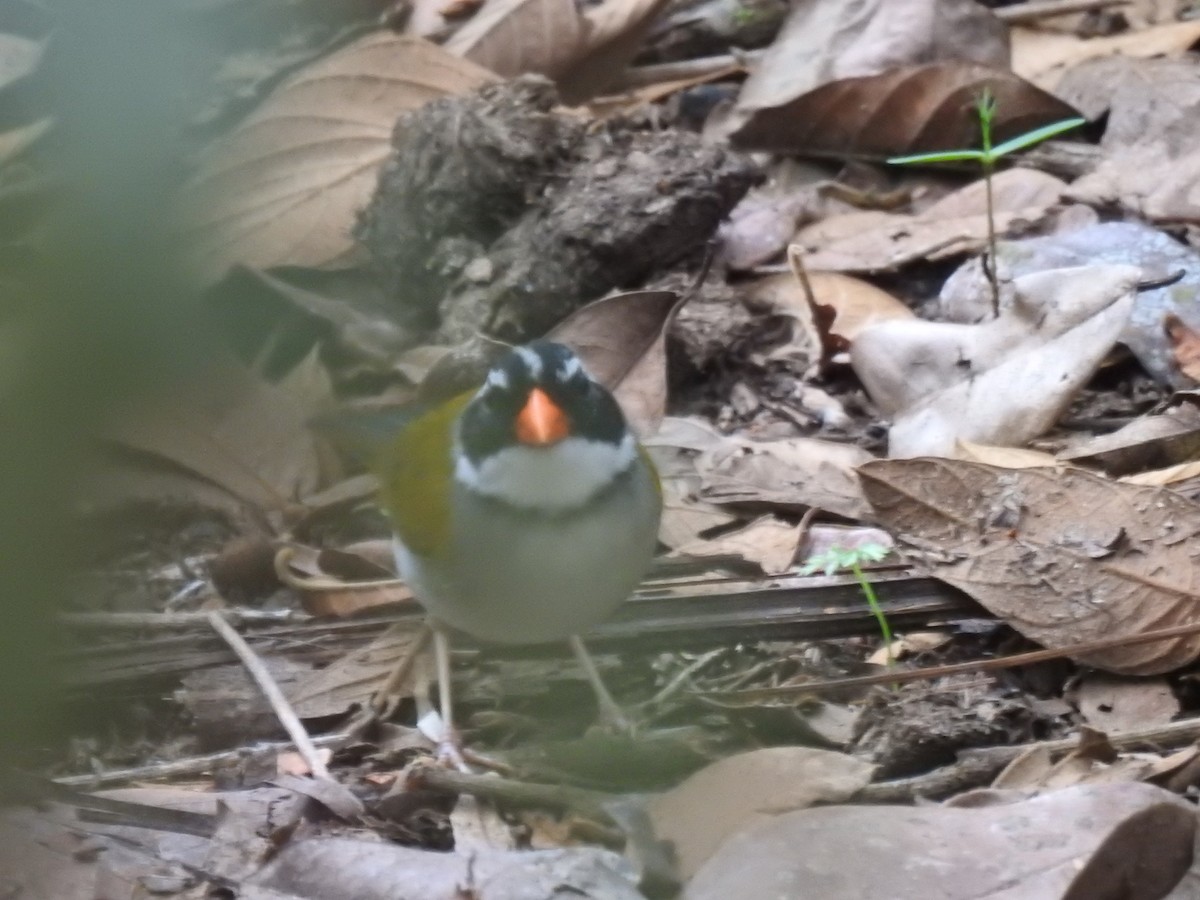 Orange-billed Sparrow - Hernán Fernández Remicio