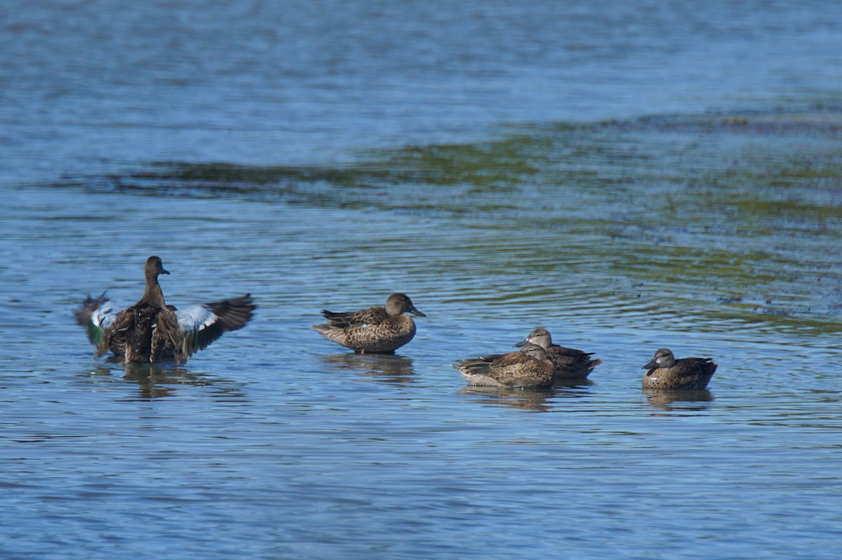 Blue-winged Teal - ML260450381