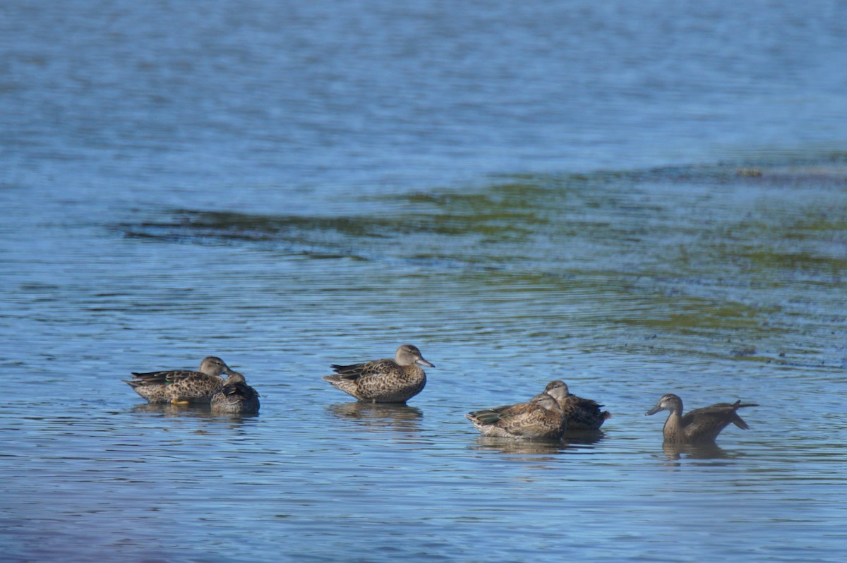 Blue-winged Teal - ML260450391